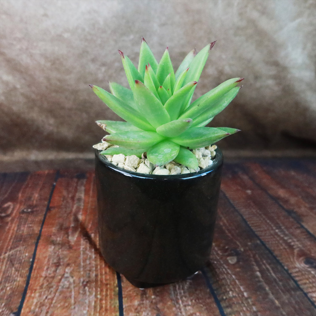 Gift Unique Cylinder Ceramic Pot w/ Cactus or Succulent