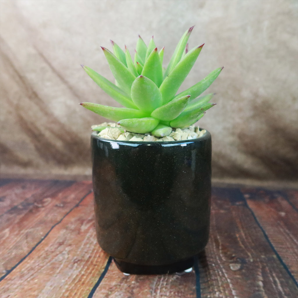 Gift Unique Cylinder Ceramic Pot w/ Cactus or Succulent
