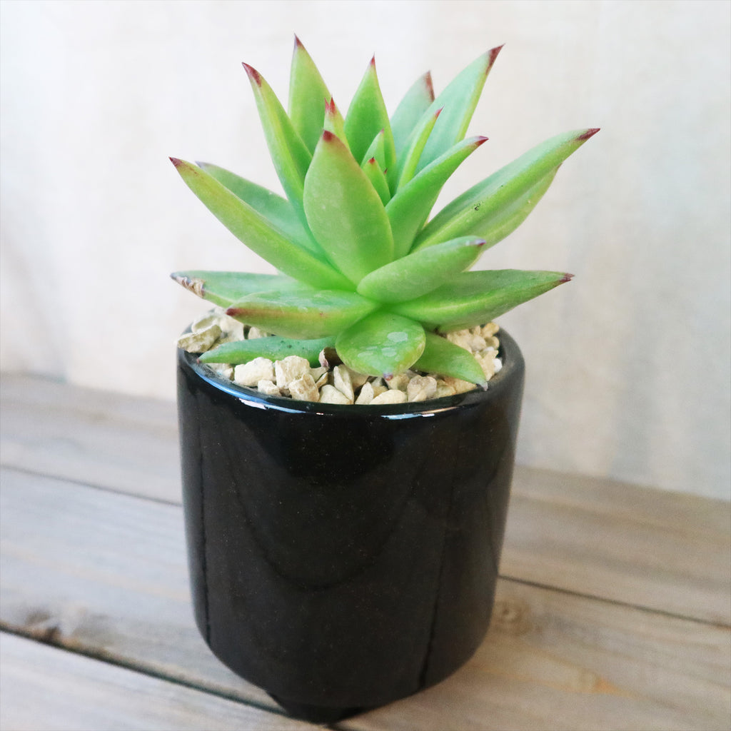 Gift Unique Cylinder Ceramic Pot w/ Cactus or Succulent