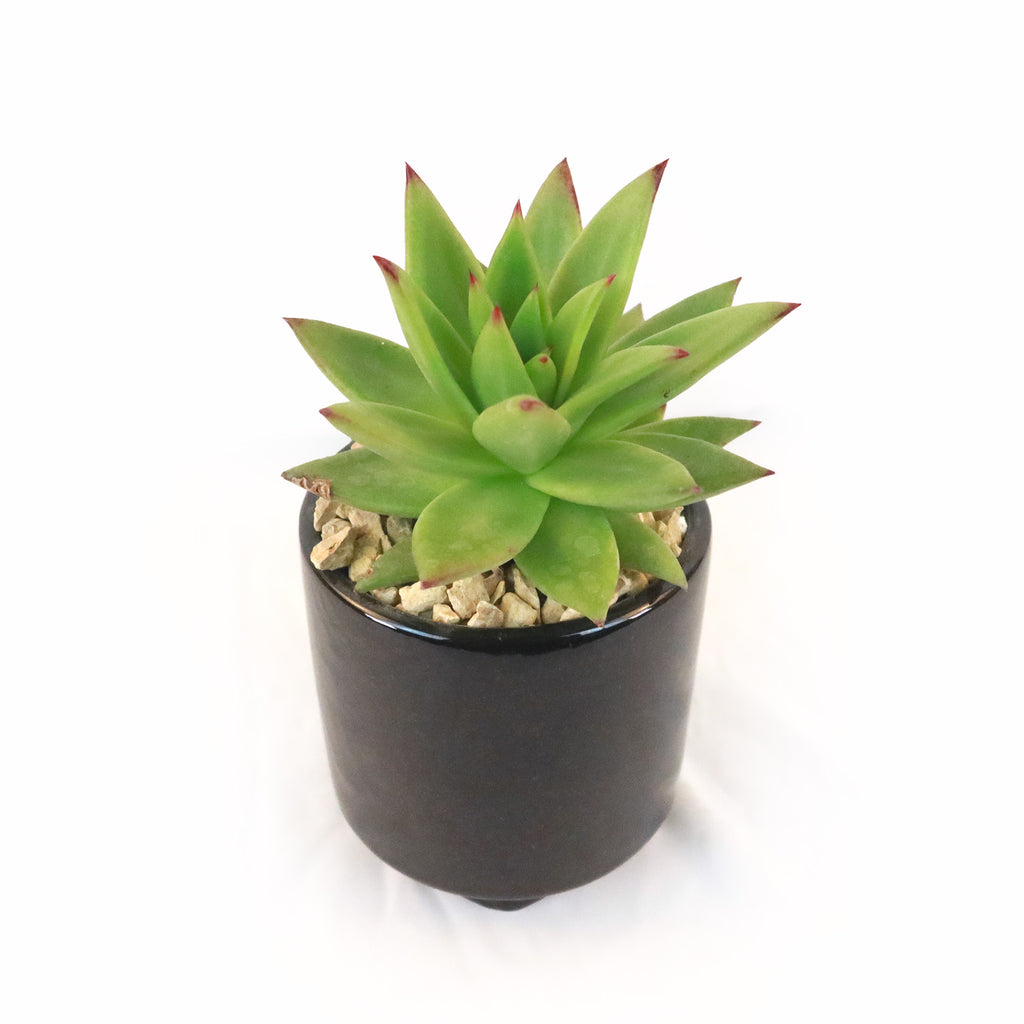 Gift Unique Cylinder Ceramic Pot w/ Cactus or Succulent