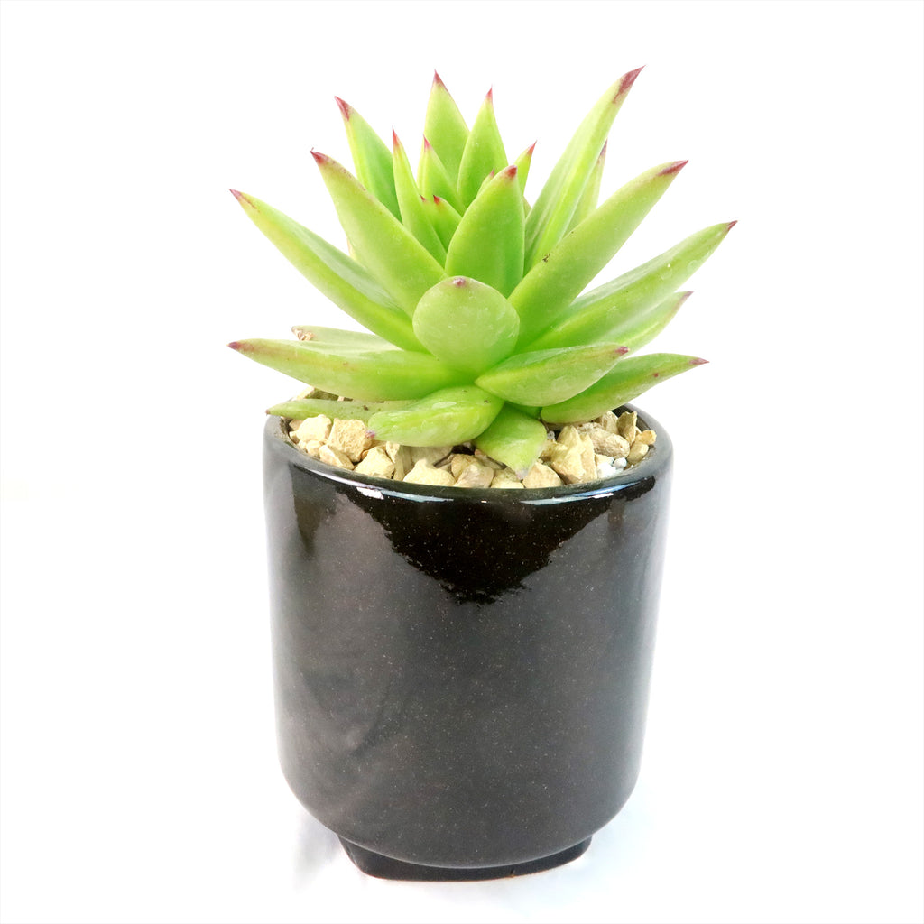 Gift Unique Cylinder Ceramic Pot w/ Cactus or Succulent