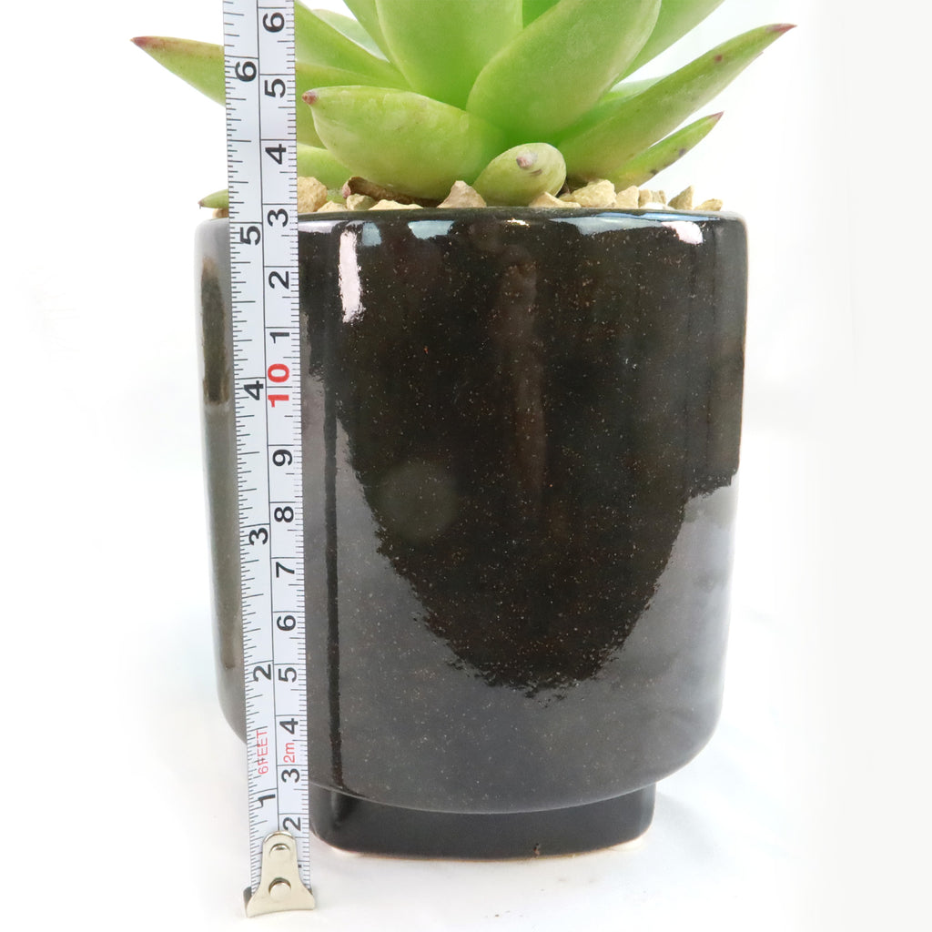 Gift Unique Cylinder Ceramic Pot w/ Cactus or Succulent