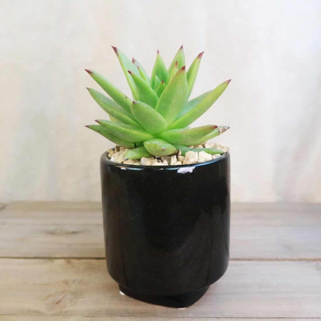 Gift Unique Cylinder Ceramic Pot w/ Cactus or Succulent