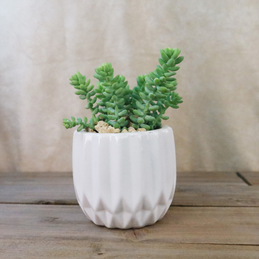 Gift Unique Modern White Pot w/ Cactus or Succulent