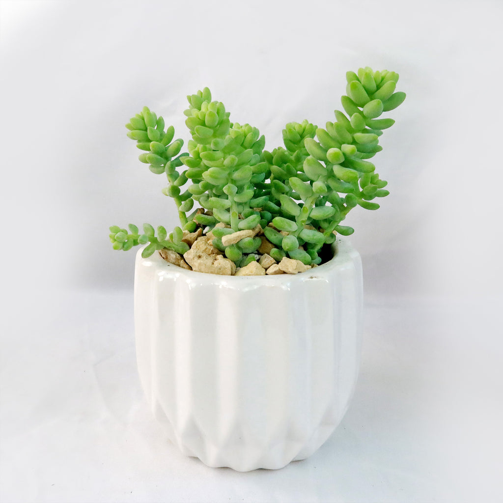 Gift Unique Modern White Pot w/ Cactus or Succulent
