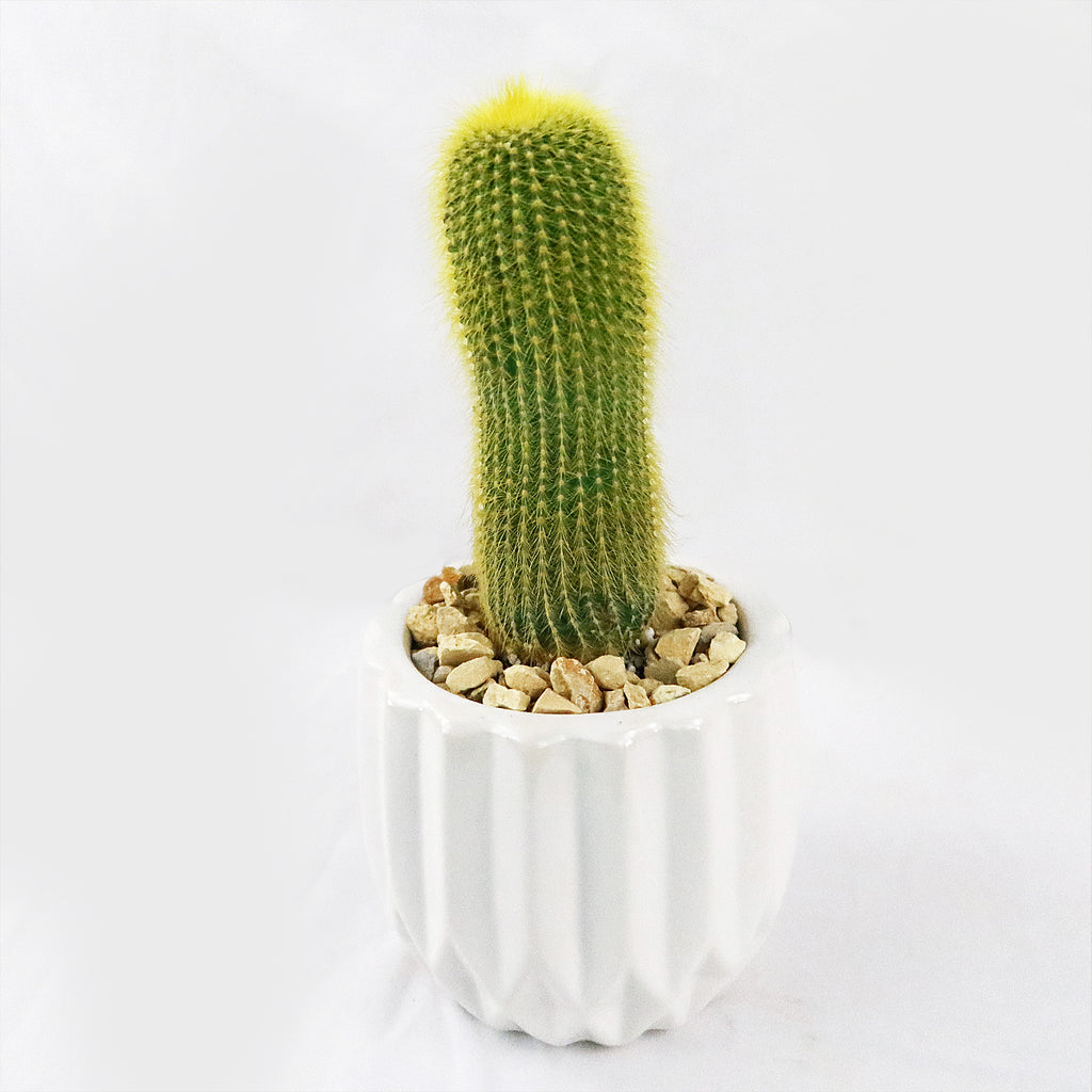Gift Unique Modern White Pot w/ Cactus or Succulent
