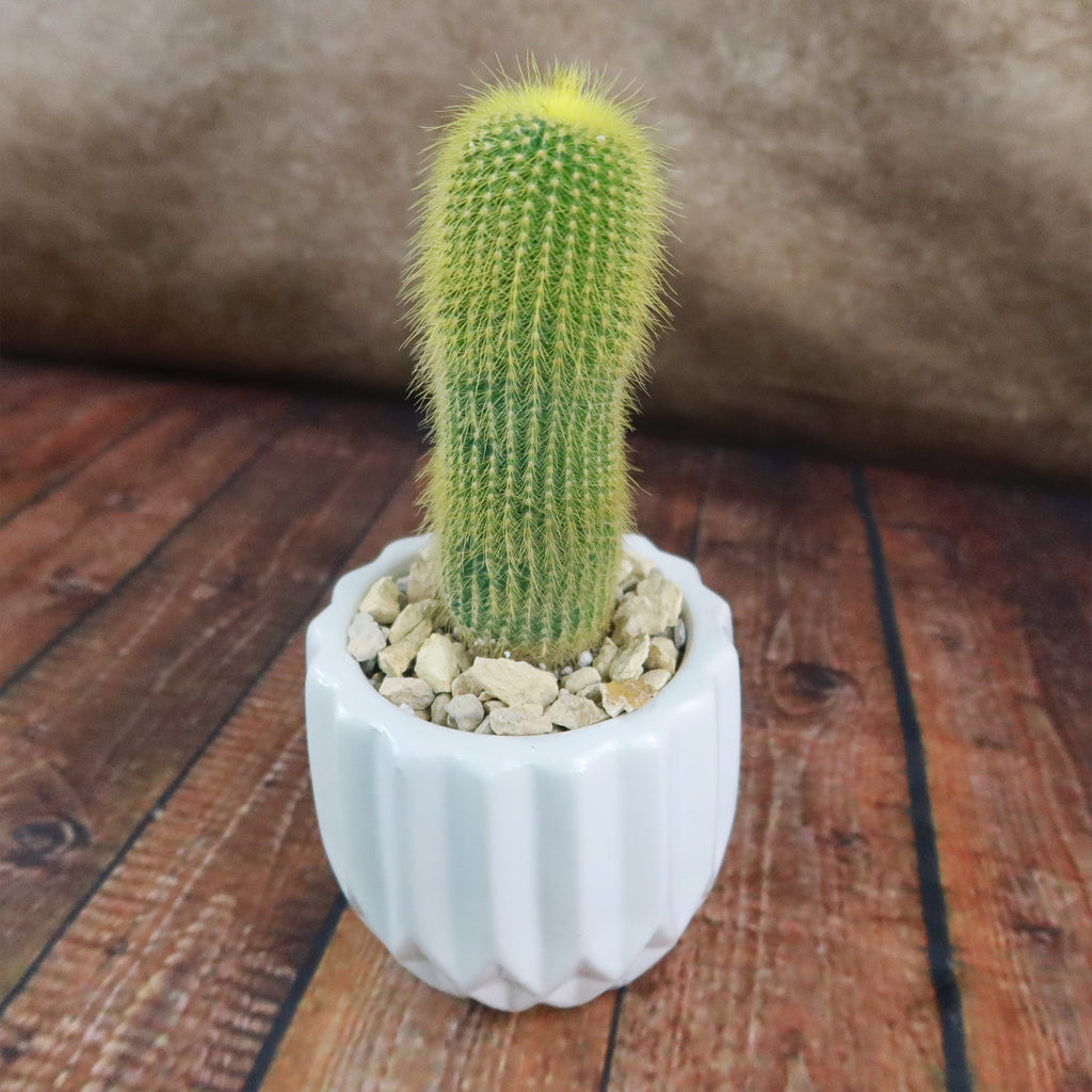 Gift Unique Modern White Pot w/ Cactus or Succulent