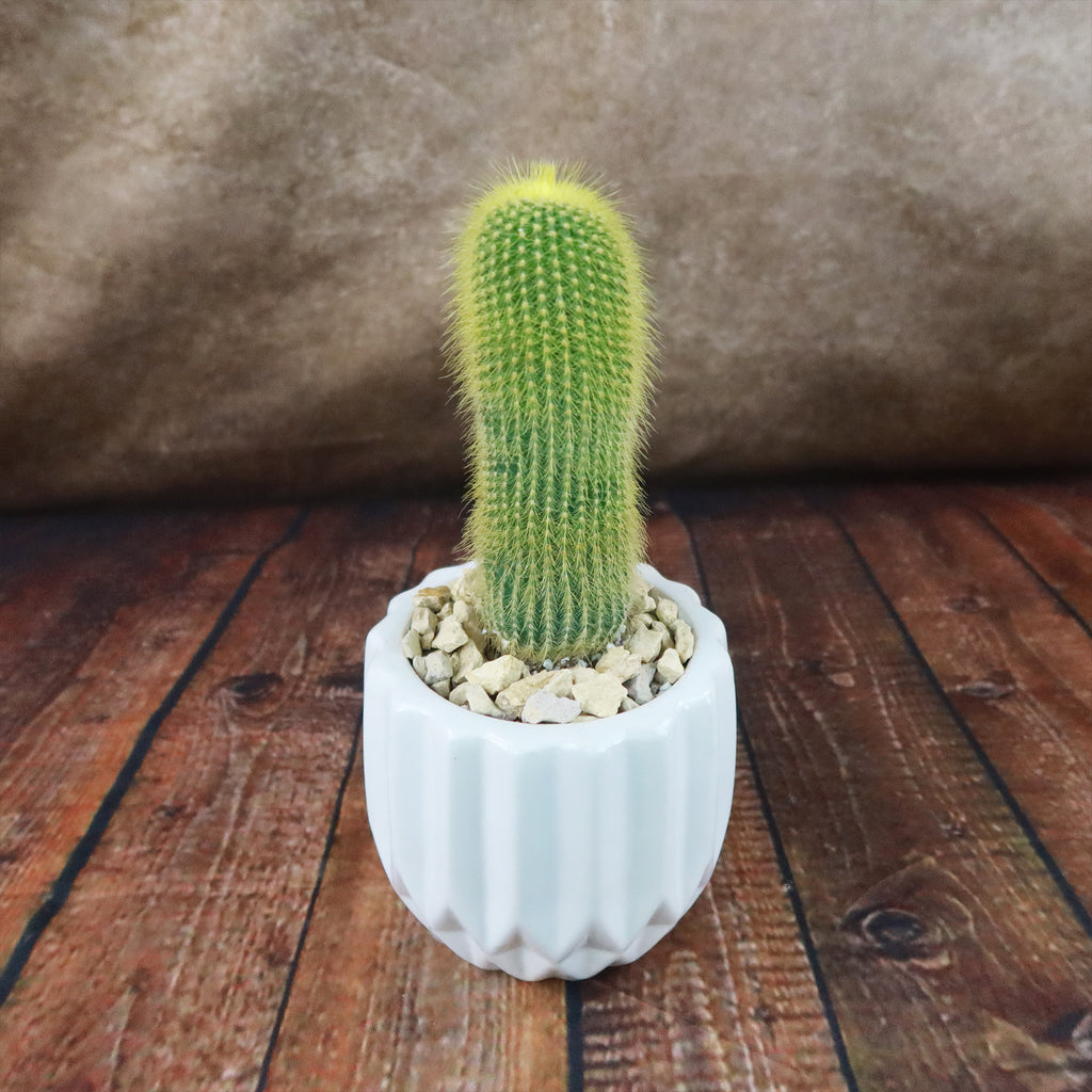 Gift Unique Modern White Pot w/ Cactus or Succulent