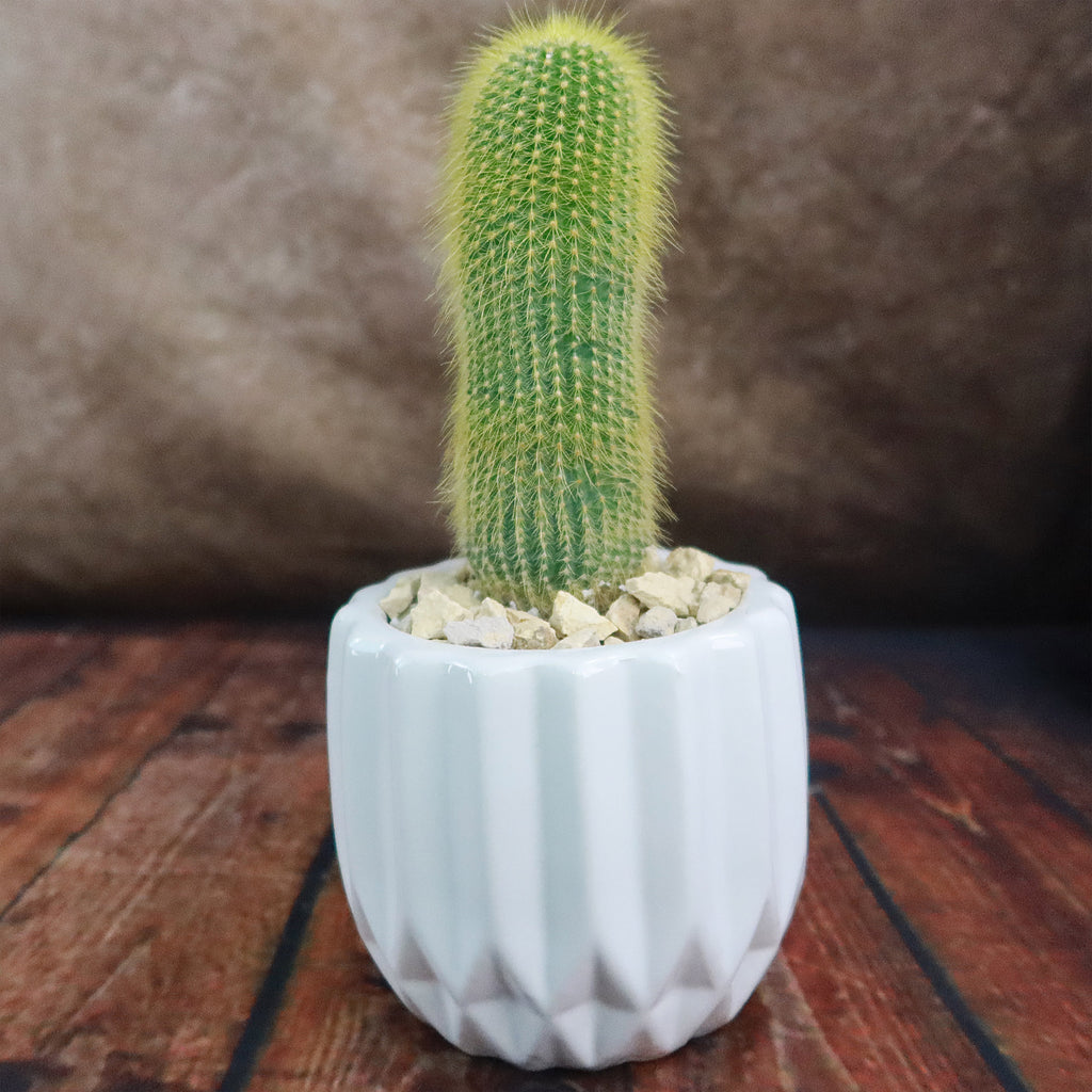 Gift Unique Modern White Pot w/ Cactus or Succulent