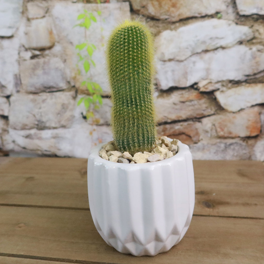 Gift Unique Modern White Pot w/ Cactus or Succulent
