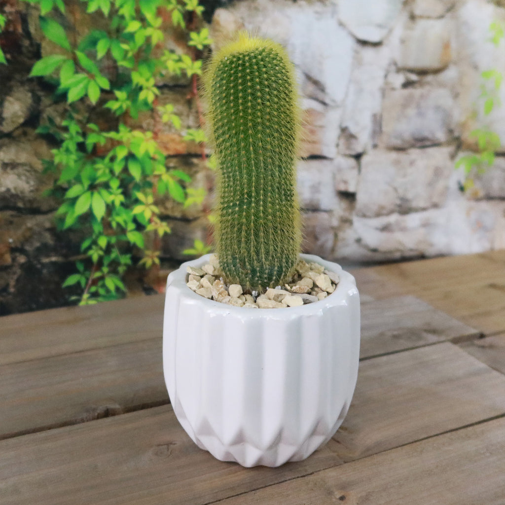 Gift Unique Modern White Pot w/ Cactus or Succulent