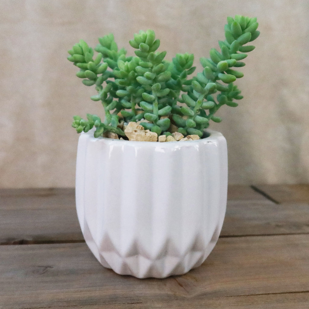 Gift Unique Modern White Pot w/ Cactus or Succulent