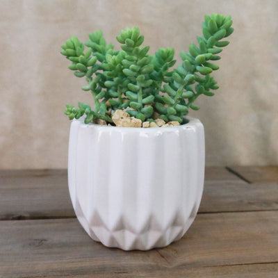 small porcelain plant pots Gift Unique Modern White Pot w/ Cactus or Succulent 4" Pot / w/ Cactus