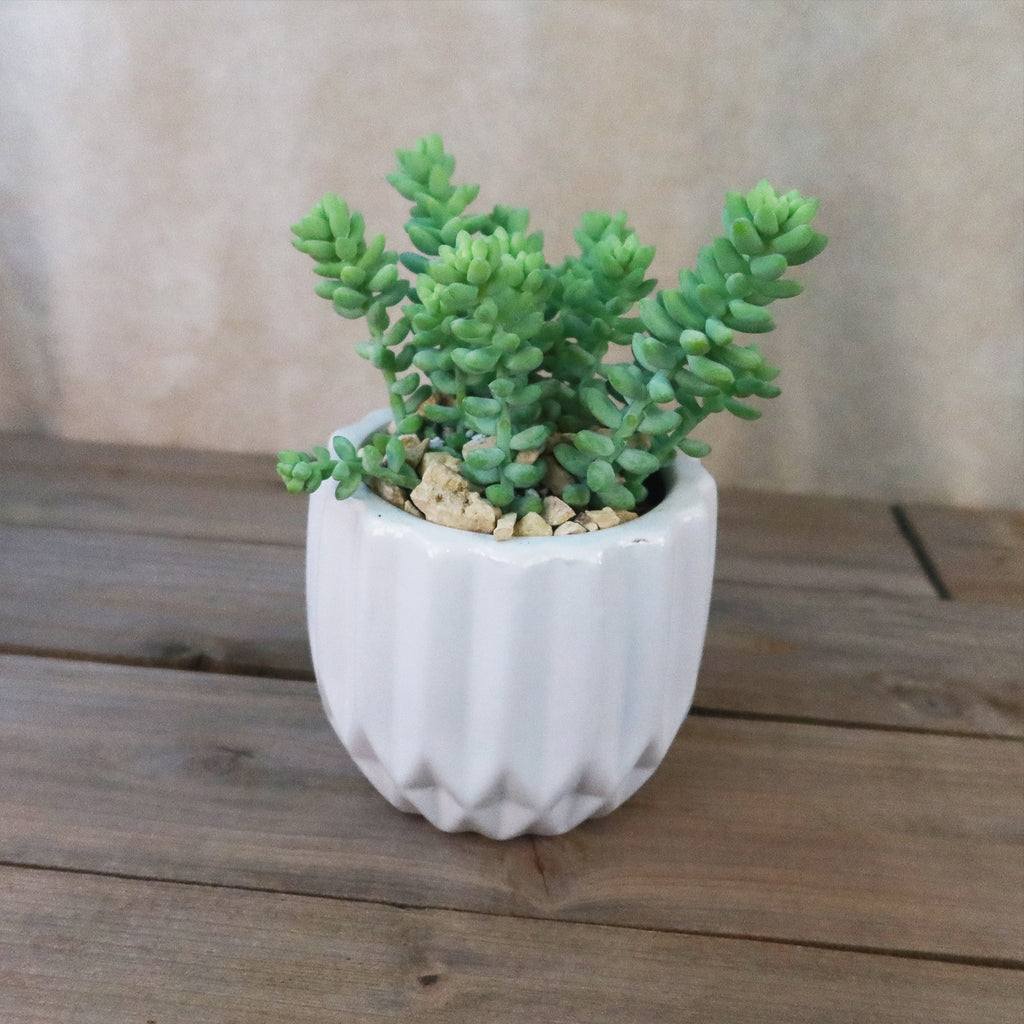 Gift Unique Modern White Pot w/ Cactus or Succulent