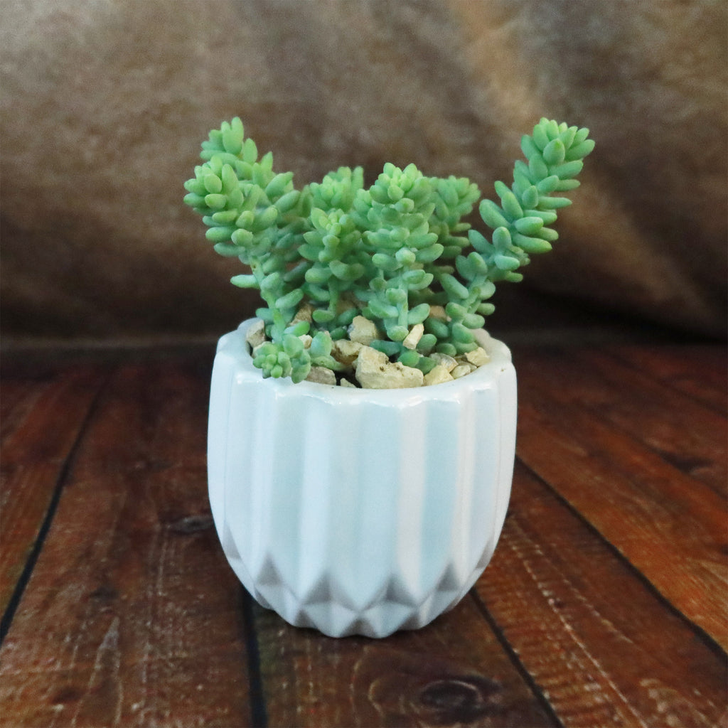 Gift Unique Modern White Pot w/ Cactus or Succulent