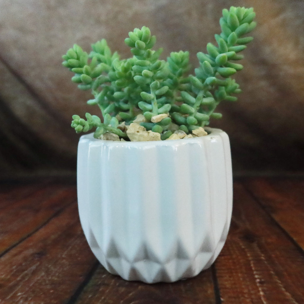 Gift Unique Modern White Pot w/ Cactus or Succulent