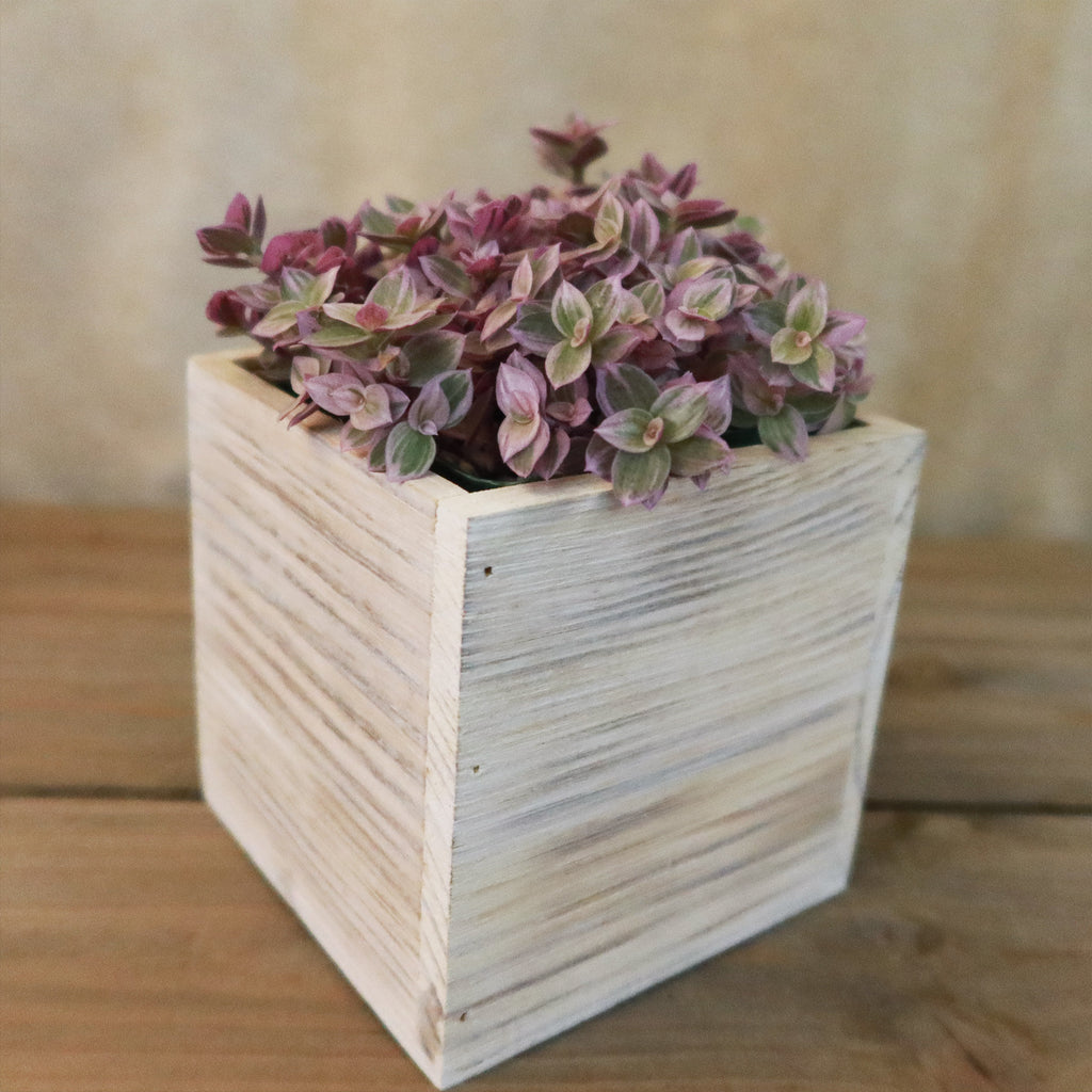 Gift White Washed Wine Crate w/ Cacti or Succulents