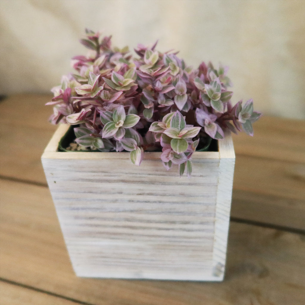 Gift White Washed Wine Crate w/ Cacti or Succulents