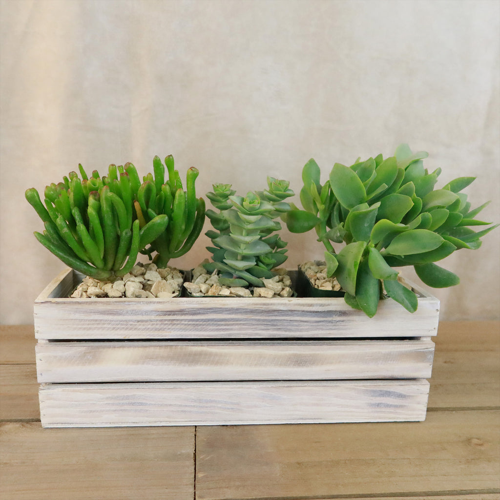 Gift White Washed Wine Crate w/ Cacti or Succulents