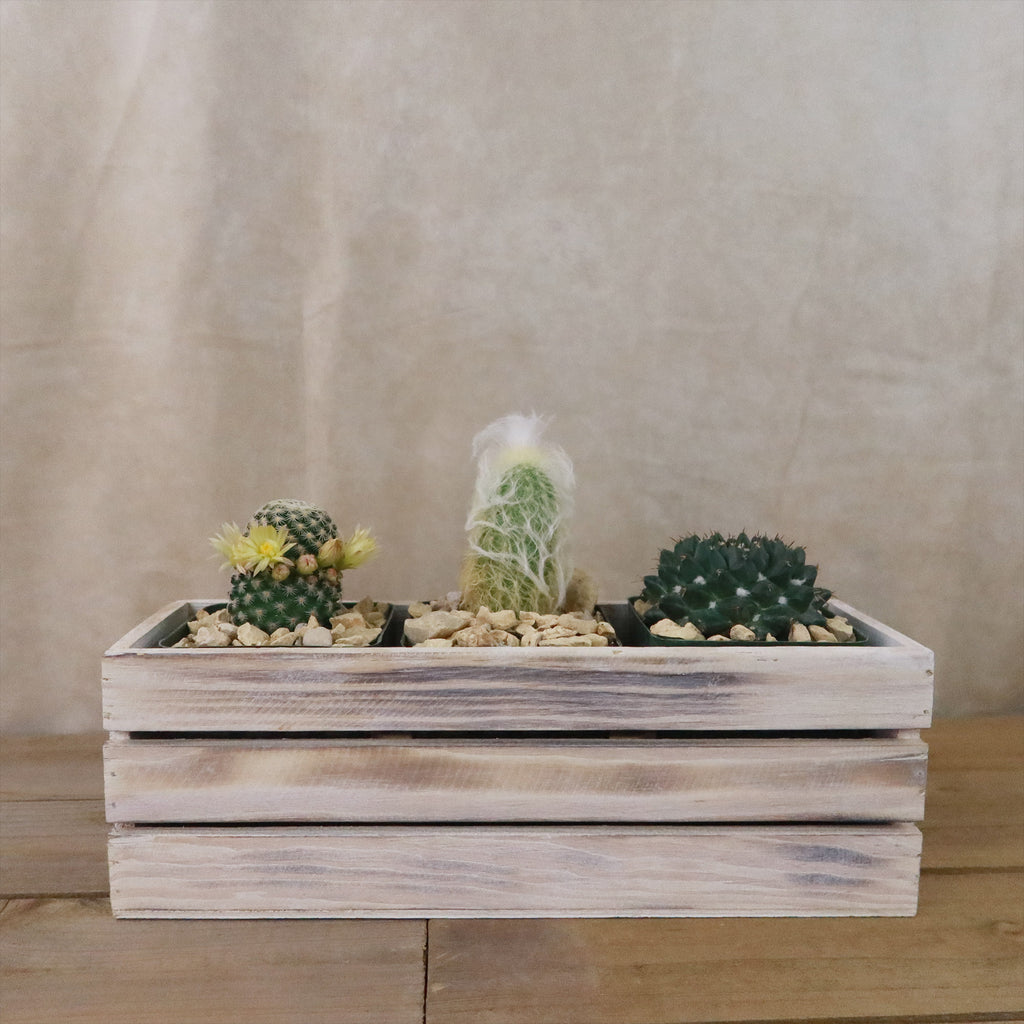 Gift White Washed Wine Crate w/ Cacti or Succulents