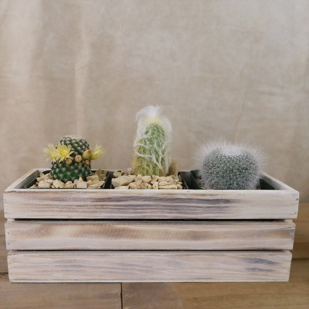 Gift White Washed Wine Crate w/ Cacti or Succulents