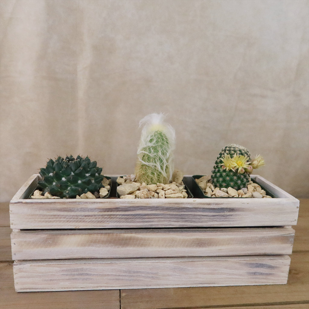 Gift White Washed Wine Crate w/ Cacti or Succulents