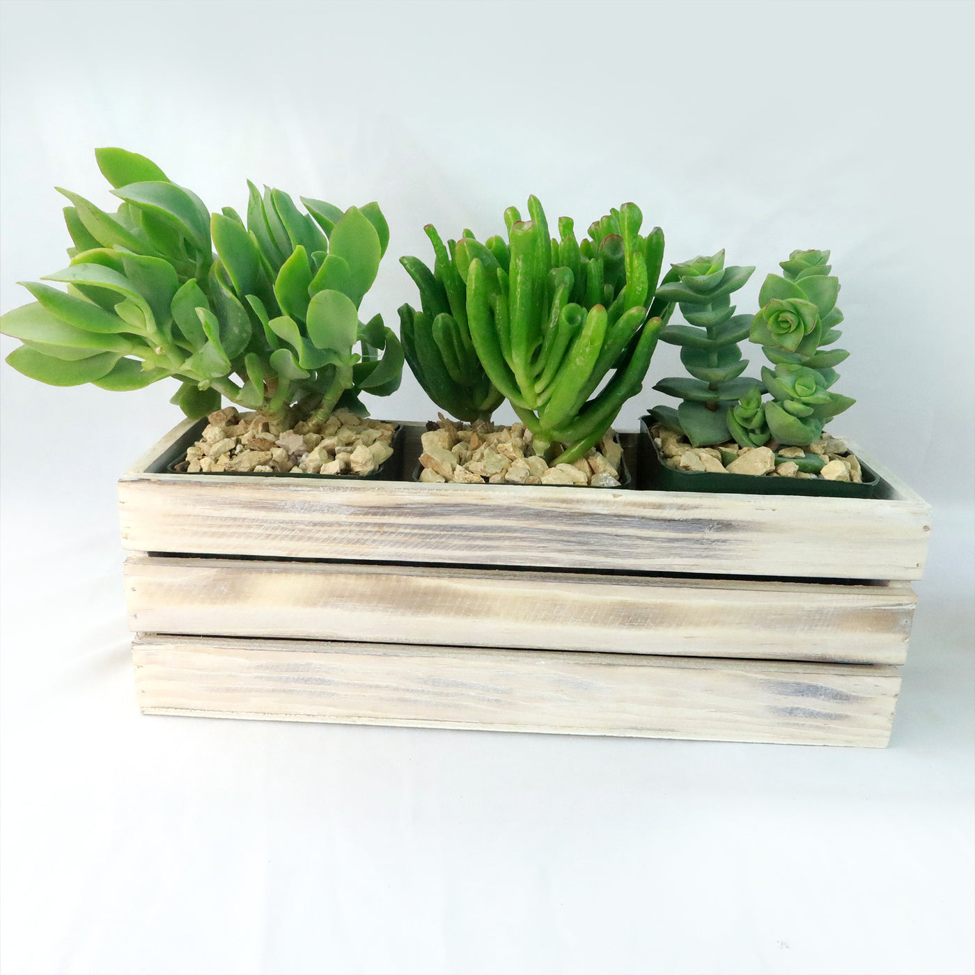 wood and wine succulents Gift White Washed Wine Crate w/ Cacti or Succulents 4" cube / w/ 1 succulent