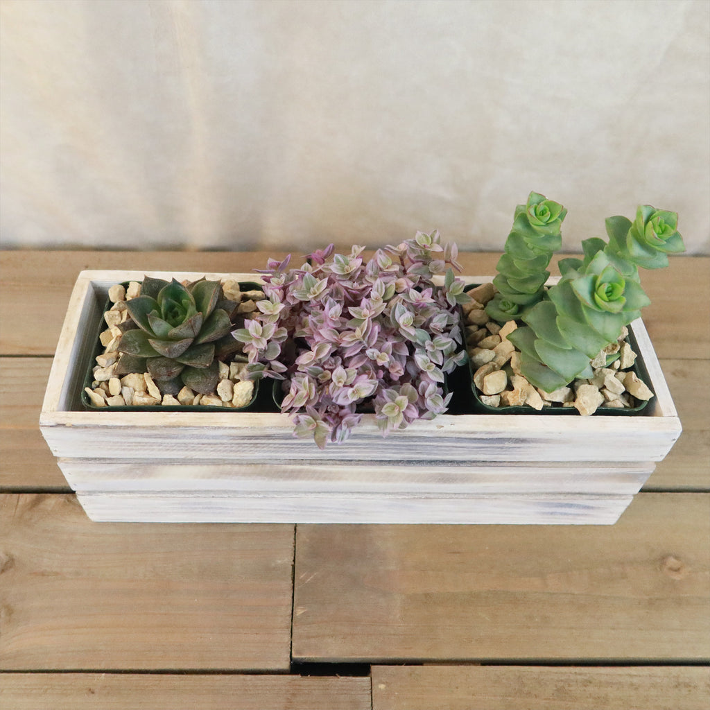 Gift White Washed Wine Crate w/ Cacti or Succulents