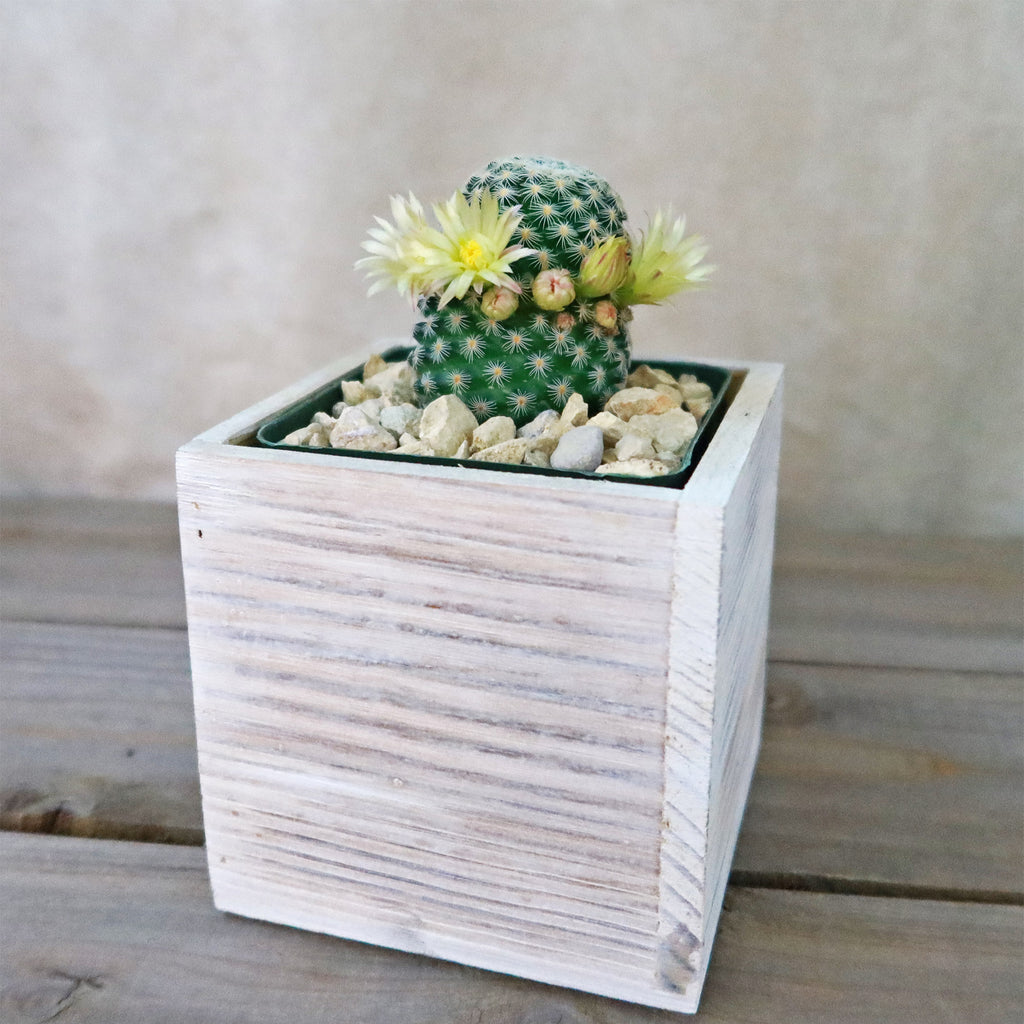 Gift White Washed Wine Crate w/ Cacti or Succulents