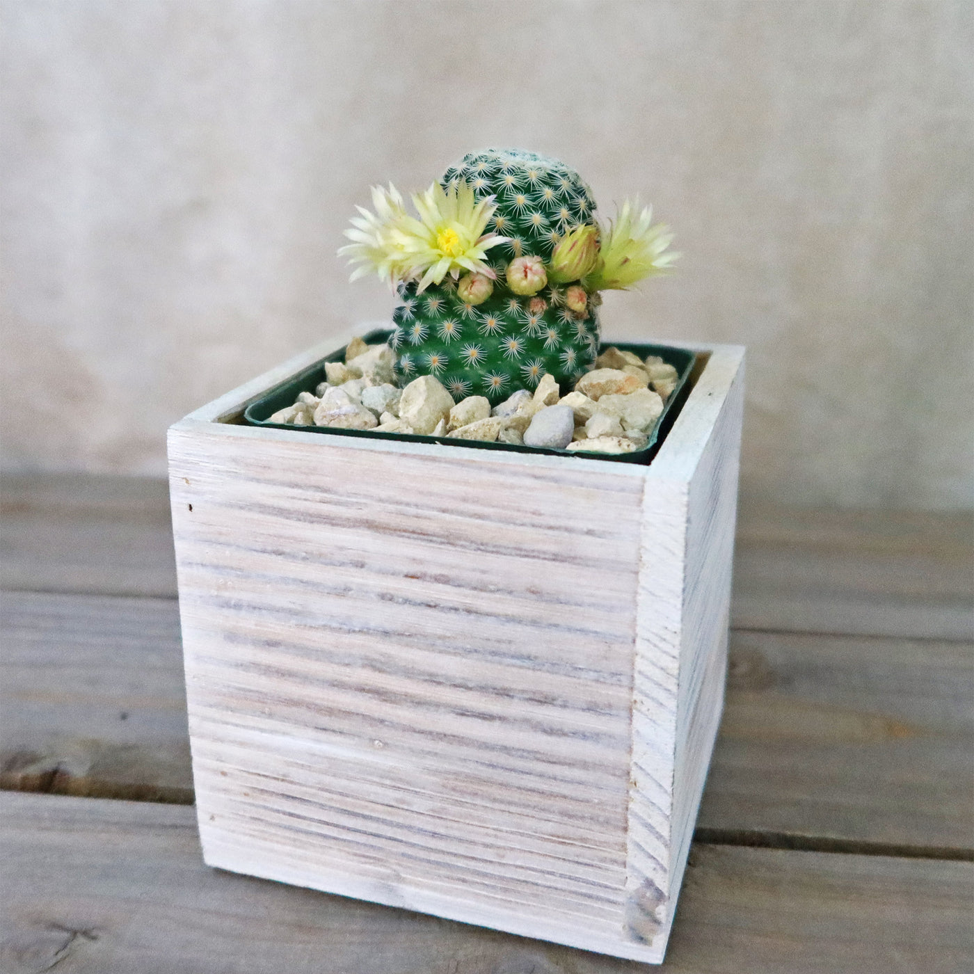 wood and wine succulents Shop 'Gift White Washed Wine Crate' w/ Cacti or Succulents