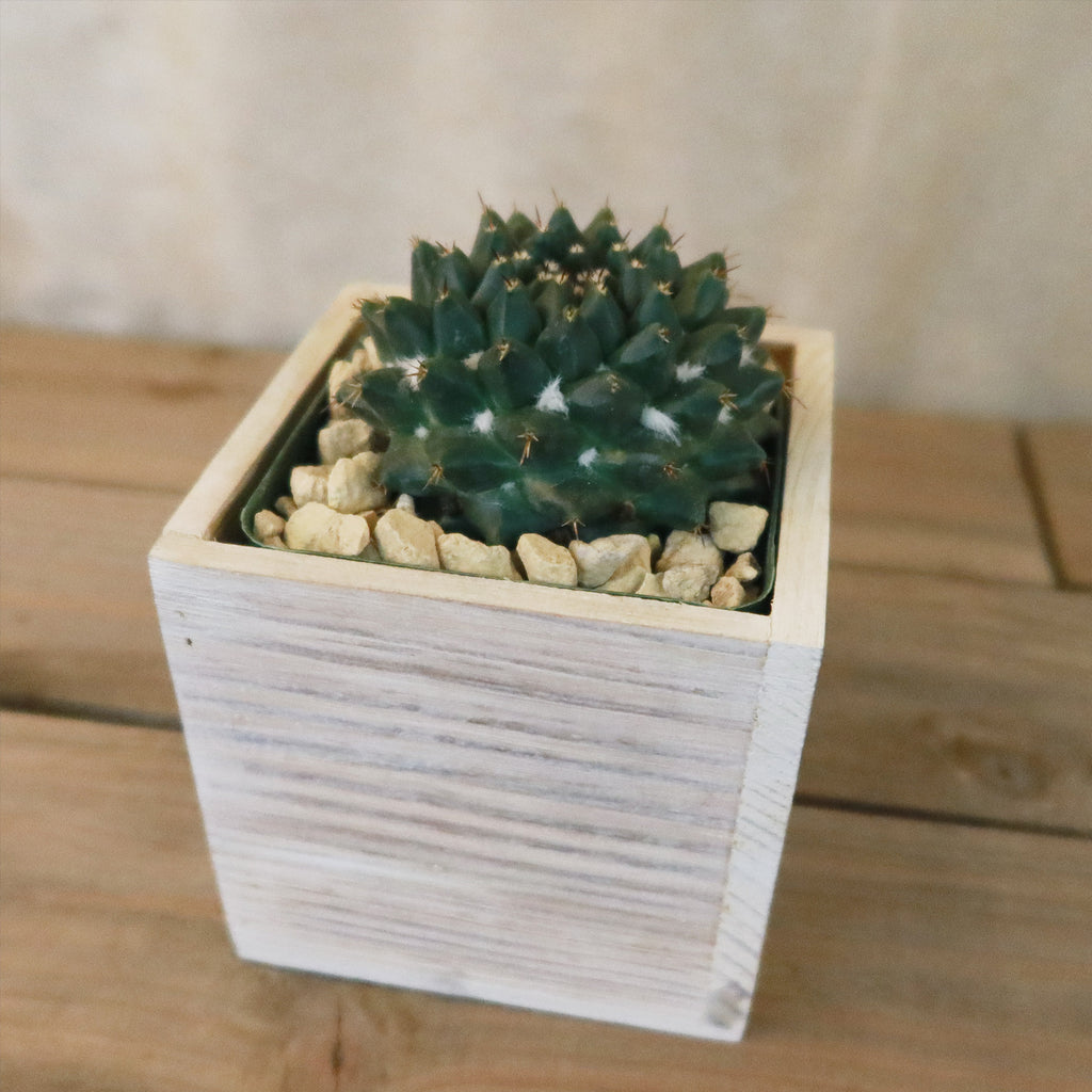 Gift White Washed Wine Crate w/ Cacti or Succulents