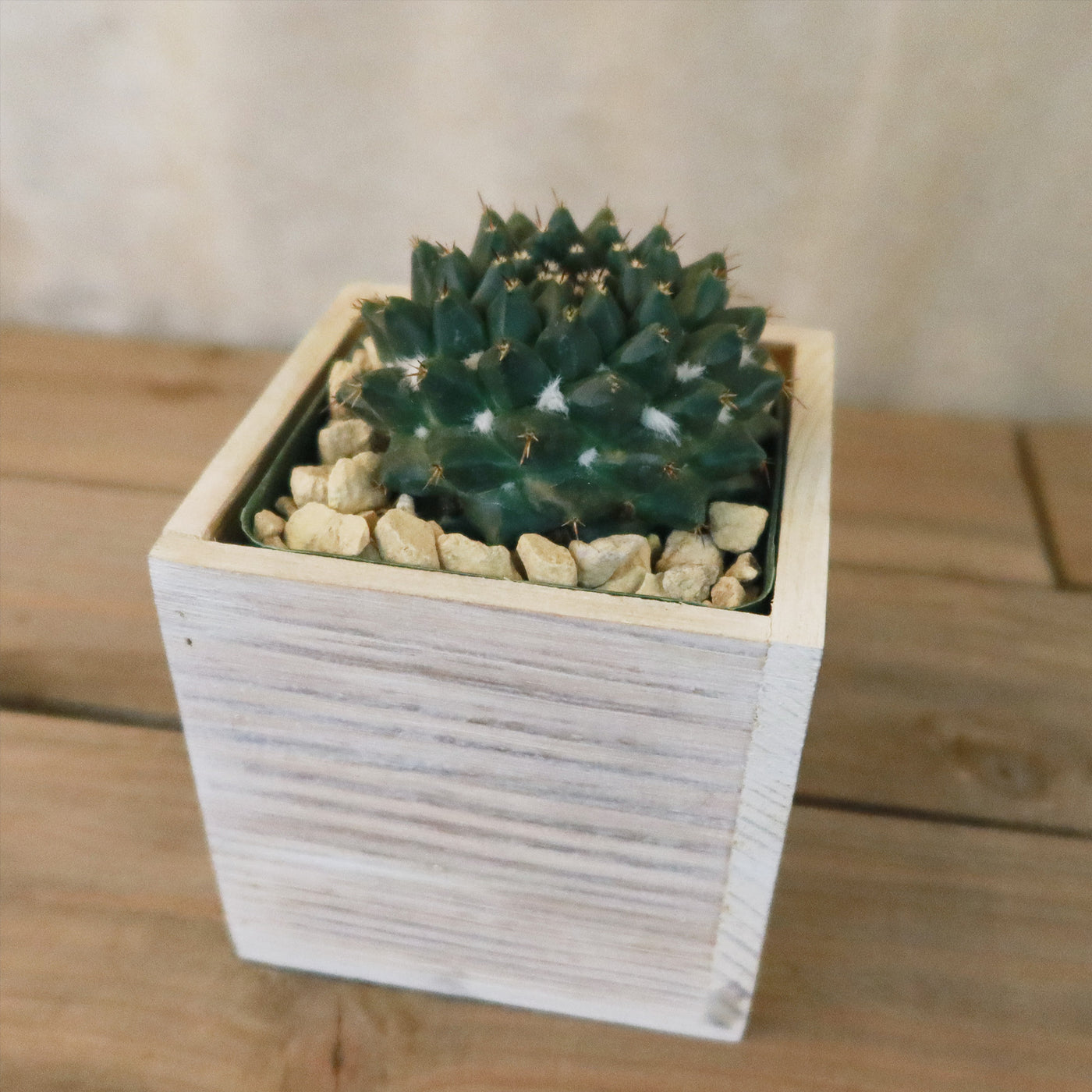 washing succulents Shop 'Gift White Washed Wine Crate' w/ Cacti or Succulents