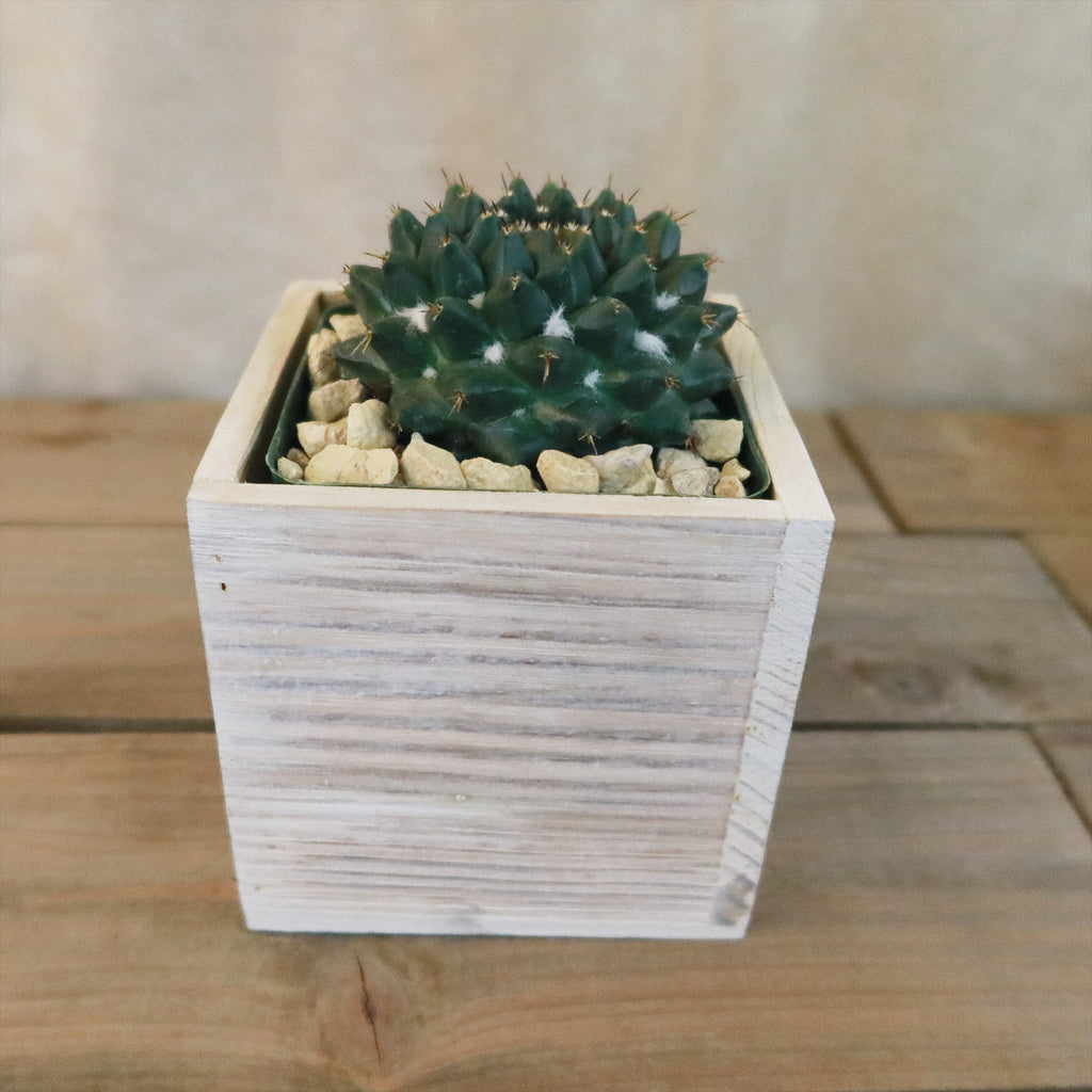 Gift White Washed Wine Crate w/ Cacti or Succulents