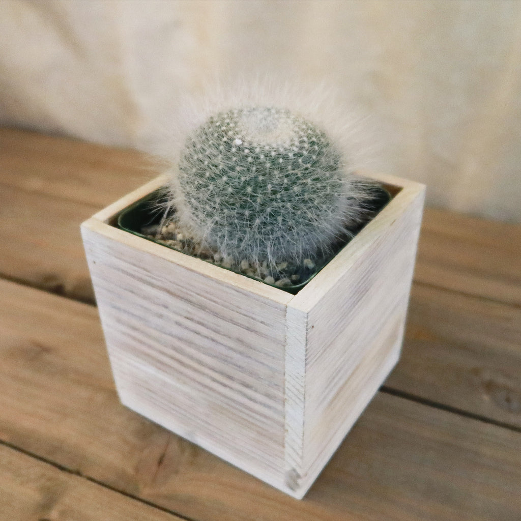 Gift White Washed Wine Crate w/ Cacti or Succulents