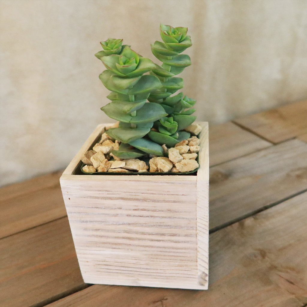 Gift White Washed Wine Crate w/ Cacti or Succulents