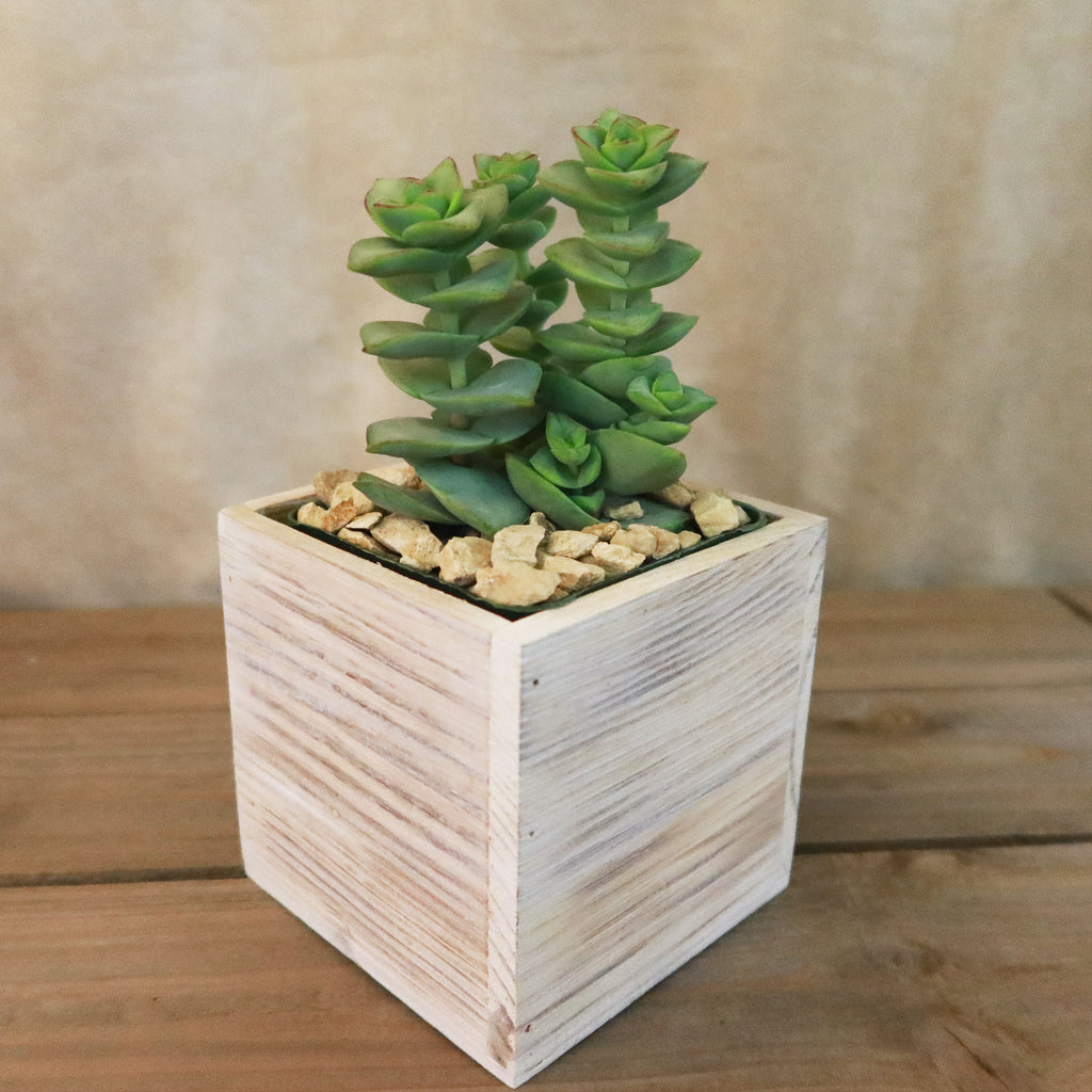 Gift White Washed Wine Crate w/ Cacti or Succulents