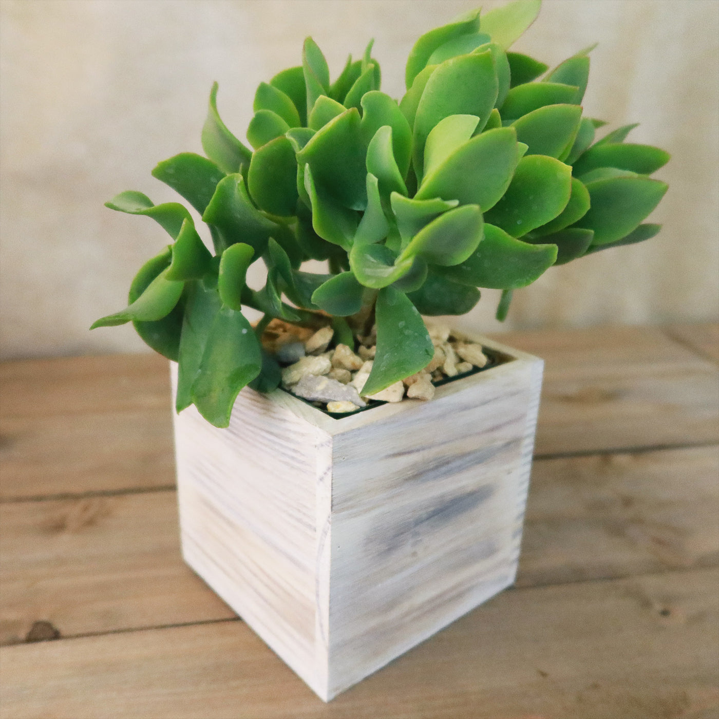 wood and wine succulents Shop 'Gift White Washed Wine Crate' w/ Cacti or Succulents