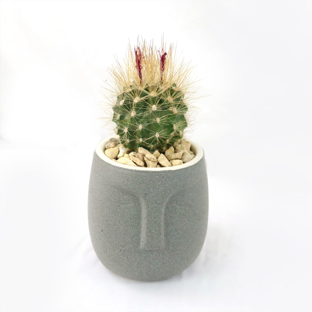 Gift Ceramic Abstract Moai Face w/ Cactus or Succulent