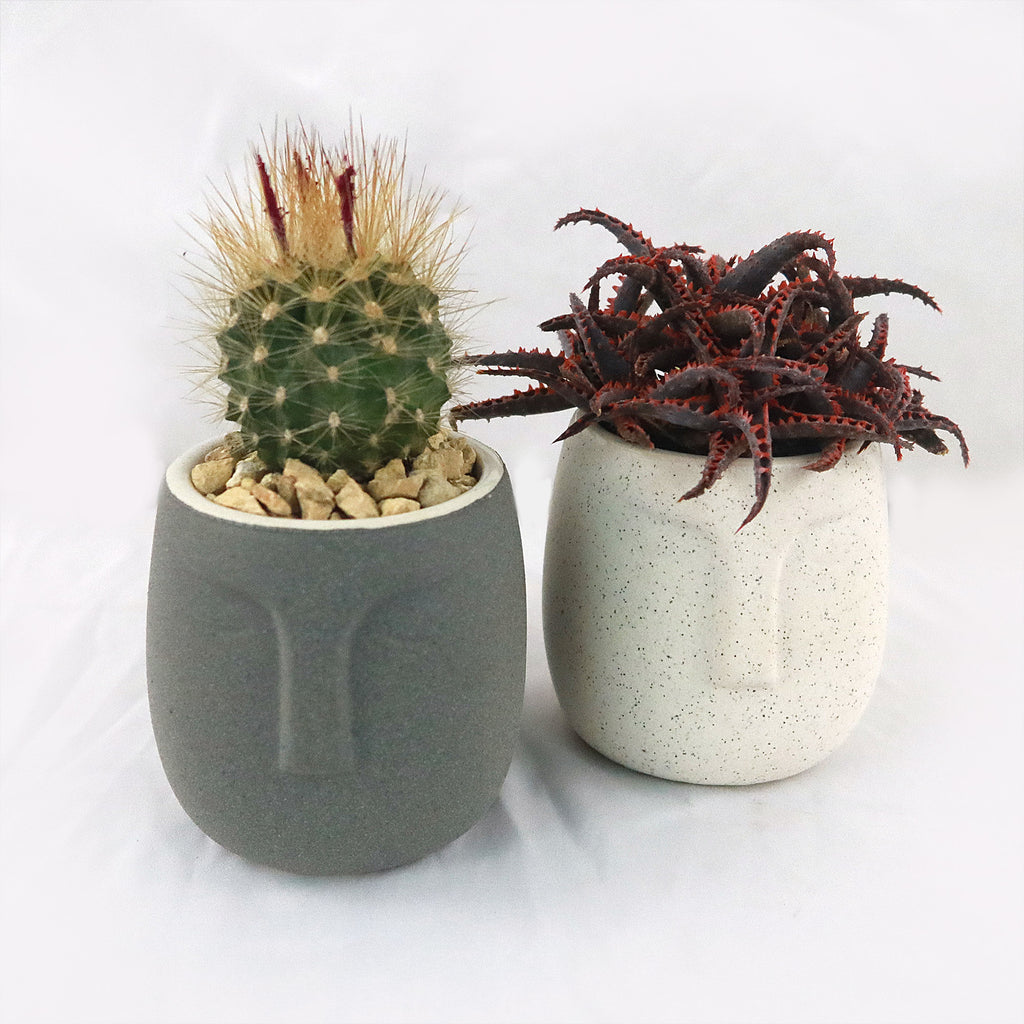 Gift Ceramic Abstract Moai Face w/ Cactus or Succulent