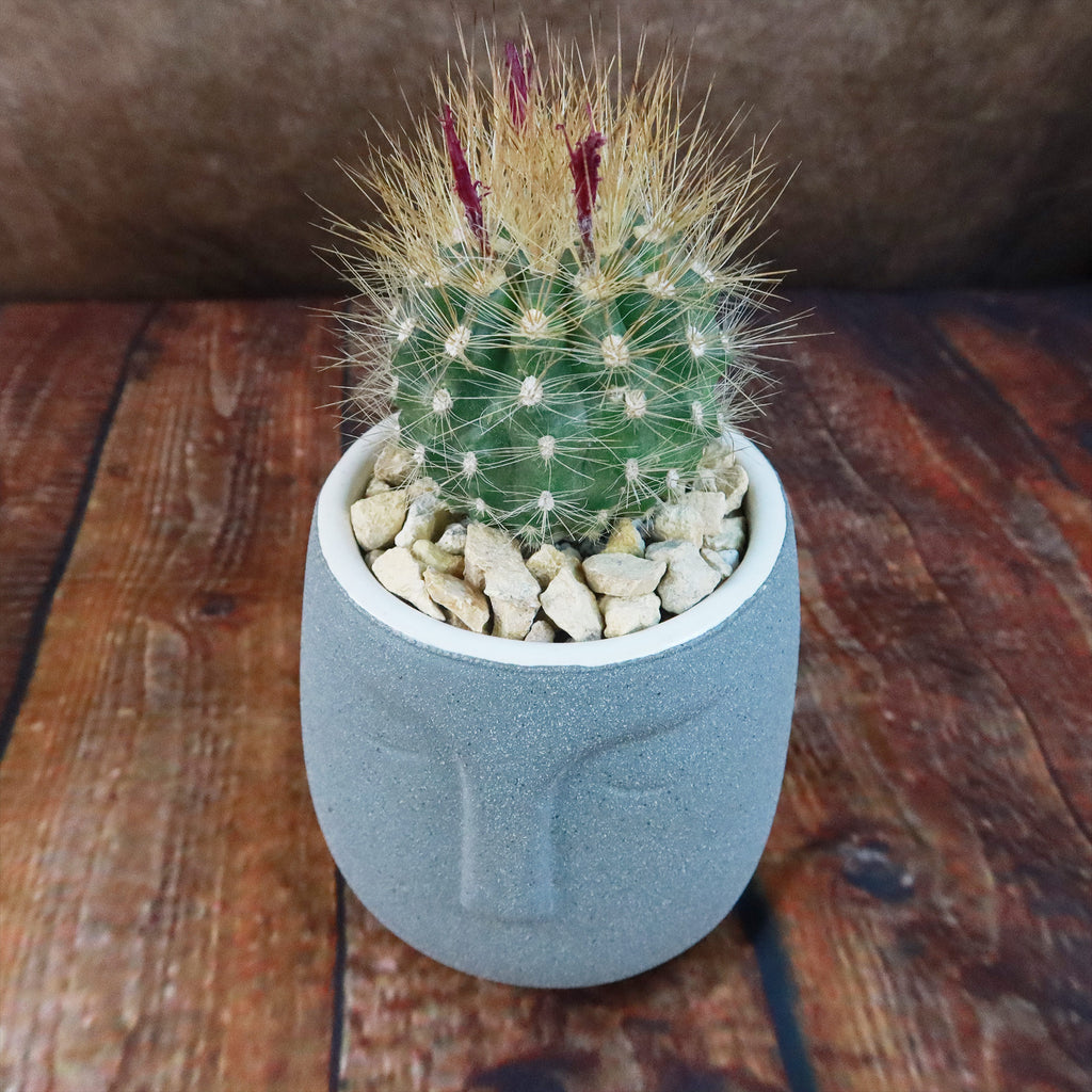 Gift Ceramic Abstract Moai Face w/ Cactus or Succulent