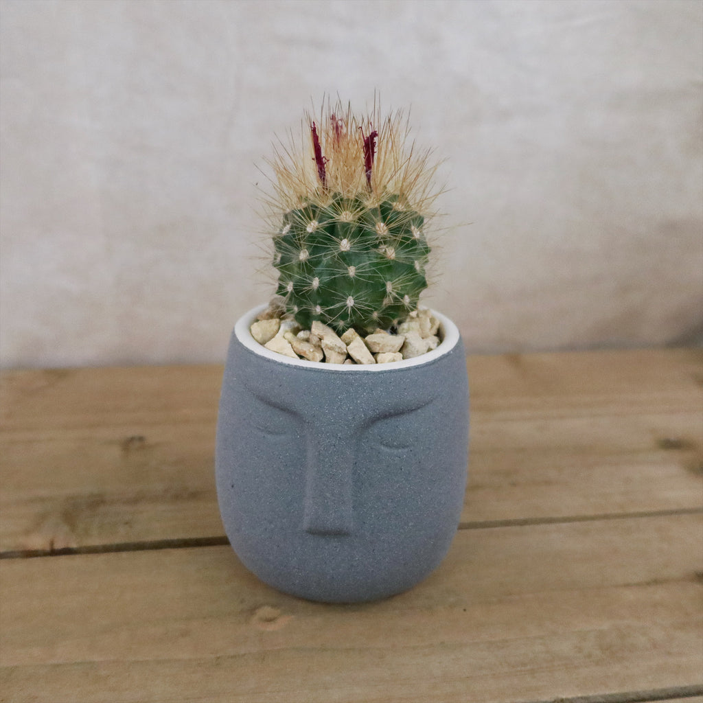 Gift Ceramic Abstract Moai Face w/ Cactus or Succulent