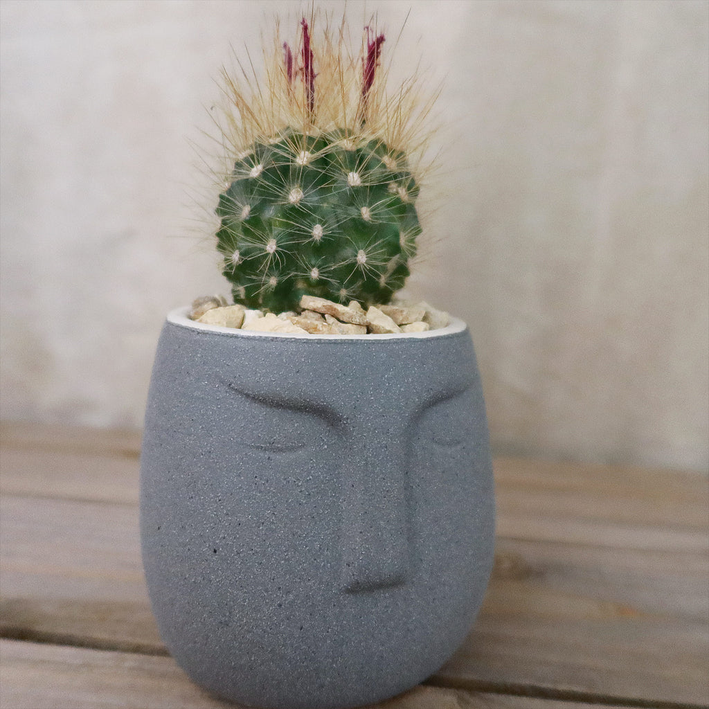 Gift Ceramic Abstract Moai Face w/ Cactus or Succulent