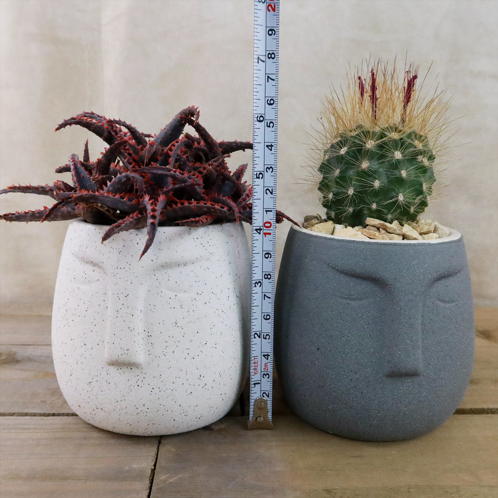 Gift Ceramic Abstract Moai Face w/ Cactus or Succulent