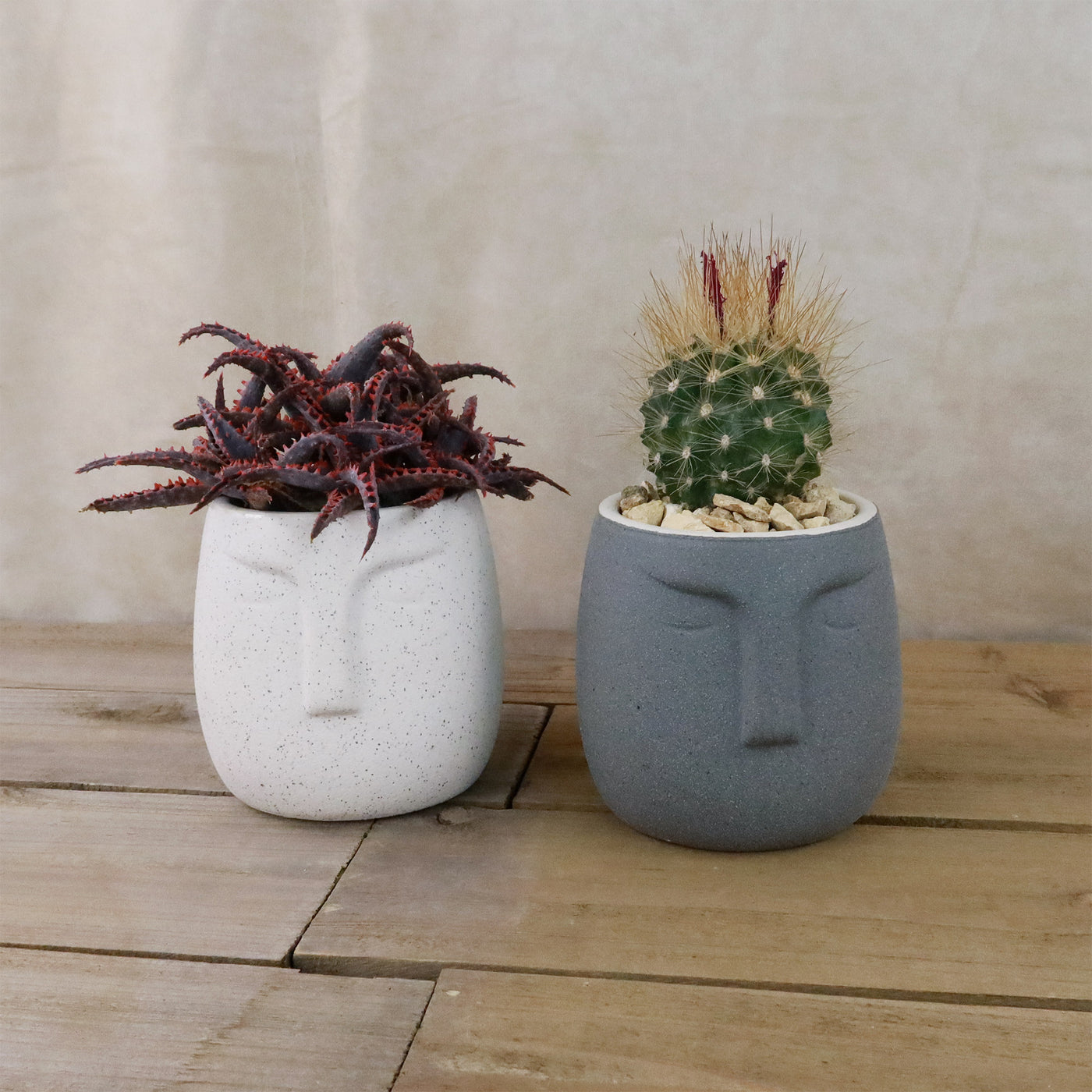 succulent face pot Gift Ceramic Abstract Moai Face w/ Cactus or Succulent 6.5" White w/ Succulent