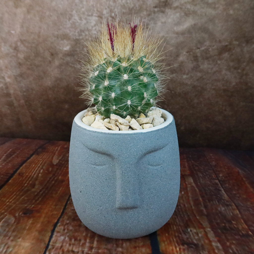 Gift Ceramic Abstract Moai Face w/ Cactus or Succulent