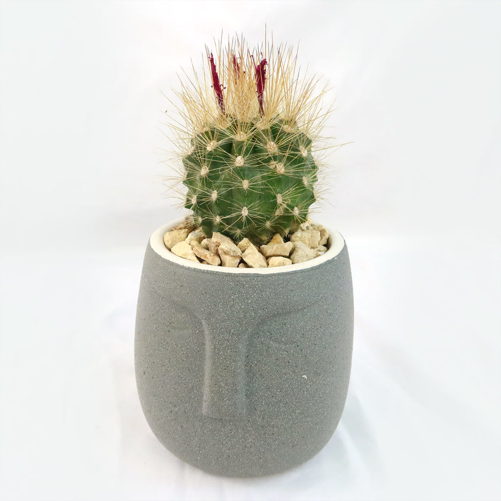 Gift Ceramic Abstract Moai Face w/ Cactus or Succulent
