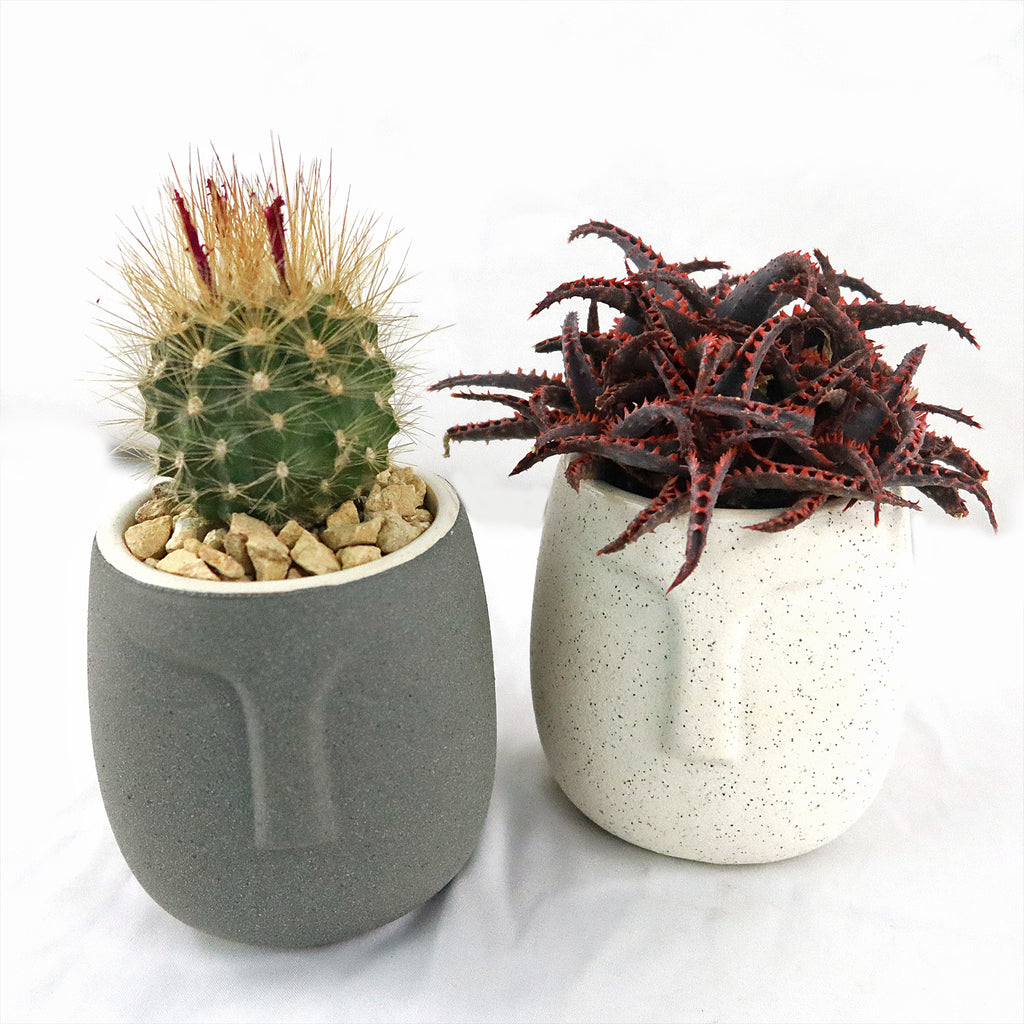 Gift Ceramic Abstract Moai Face w/ Cactus or Succulent