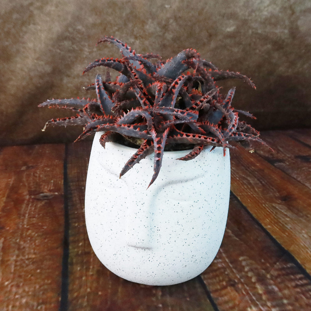 Gift Ceramic Abstract Moai Face w/ Cactus or Succulent