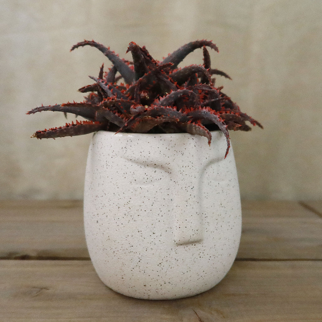 Gift Ceramic Abstract Moai Face w/ Cactus or Succulent