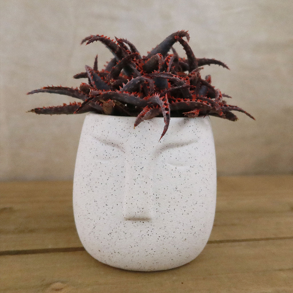 Gift Ceramic Abstract Moai Face w/ Cactus or Succulent